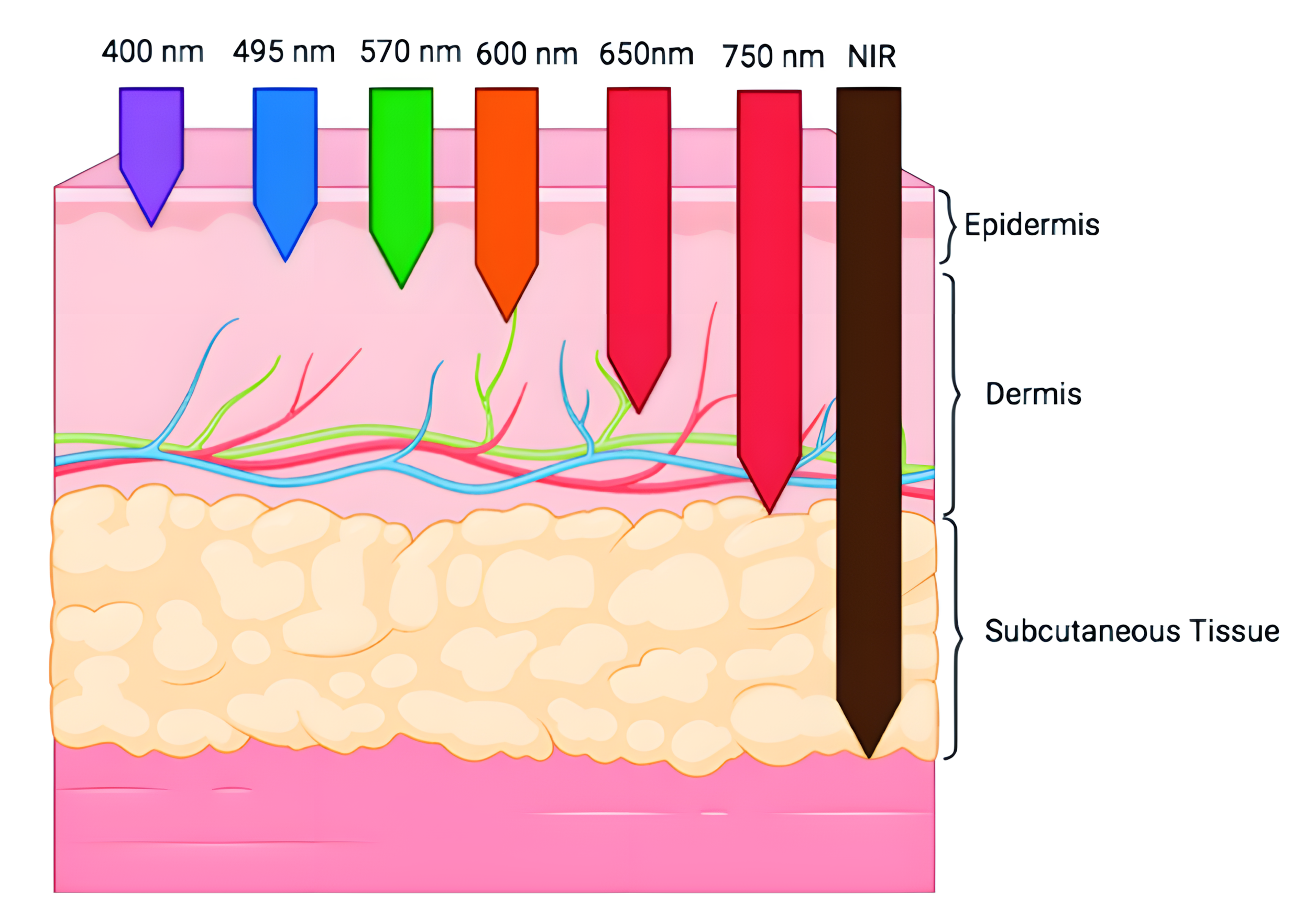 The Science-Backed Guide to Red Light Therapy for a Healthier, Happier You